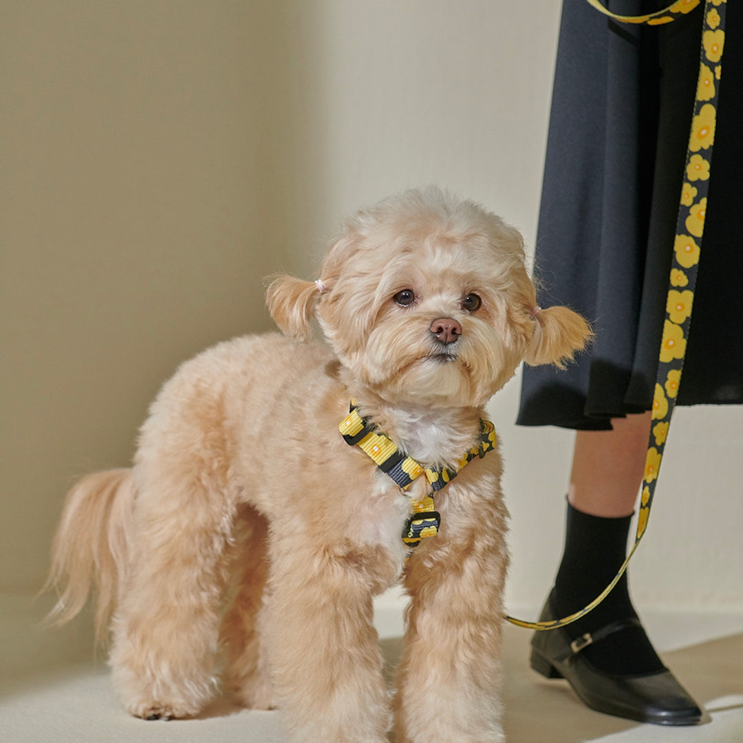 ※予約販売【foreverybari】PENSÉE Pet Harness（Yellow）