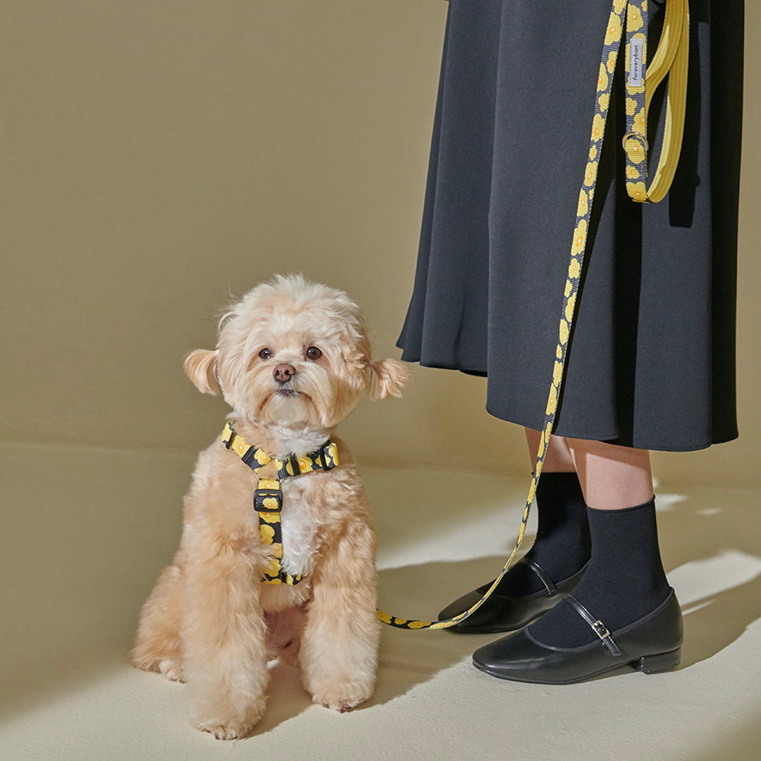 ※予約販売【foreverybari】PENSÉE Pet Harness（Yellow）