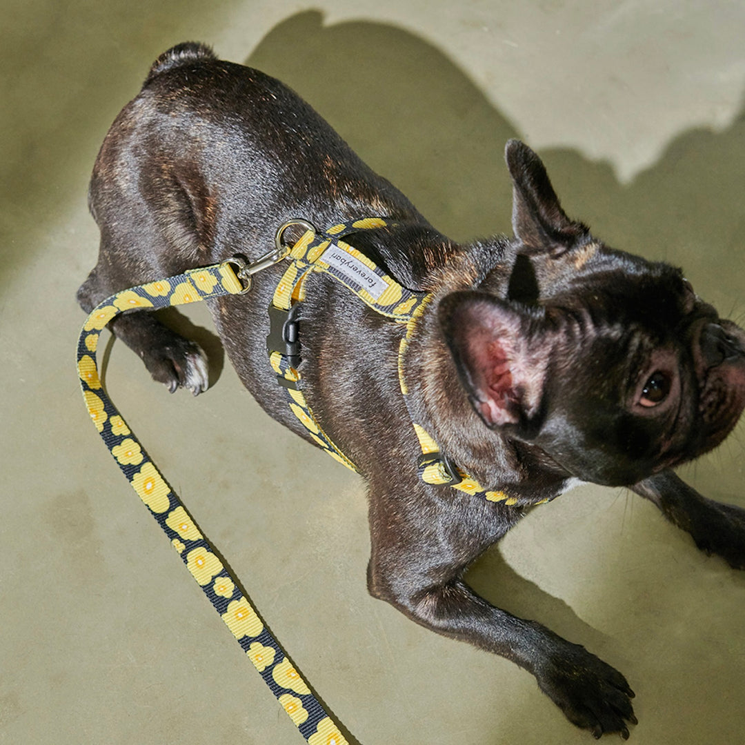 ※予約販売【foreverybari】PENSÉE Pet Harness（Yellow）