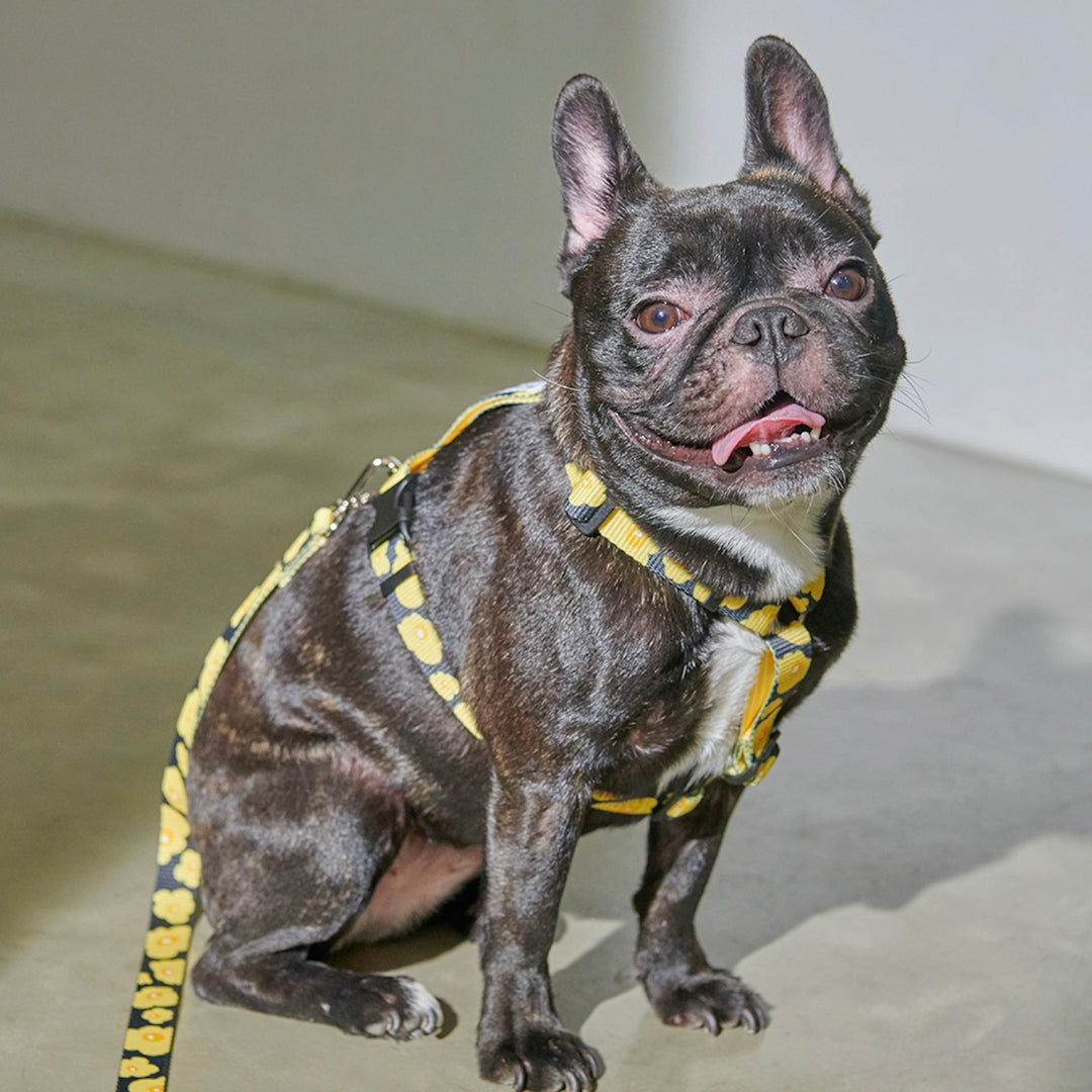 ※予約販売【foreverybari】PENSÉE Pet Harness（Yellow）