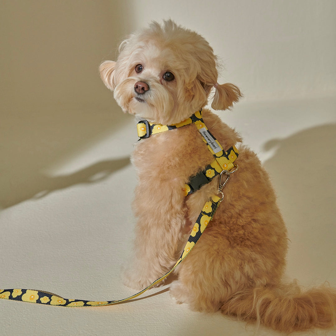 ※予約販売【foreverybari】PENSÉE Pet Harness（Yellow）
