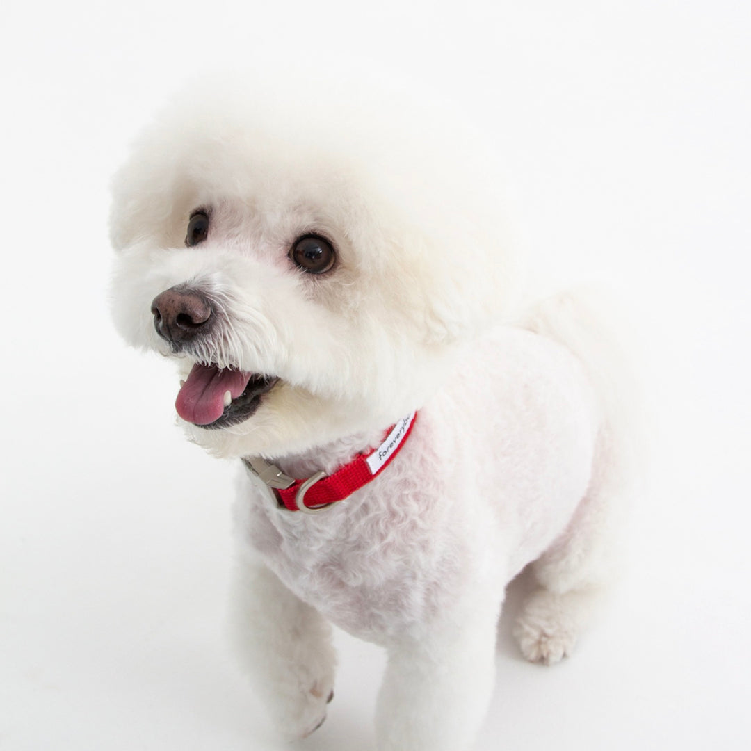 ※予約販売【foreverybari】Classic Pet Collar（Hot Red）