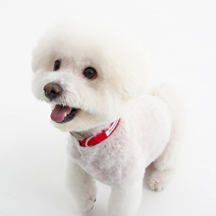※予約販売【foreverybari】Classic Pet Collar（Hot Red）