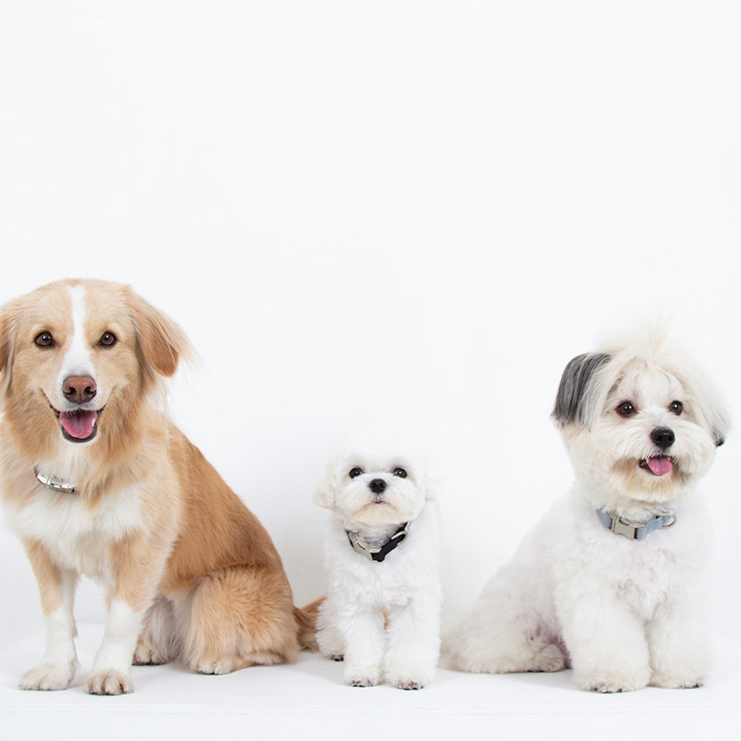 ※予約販売【foreverybari】Classic Pet Collar（Ice Gray）