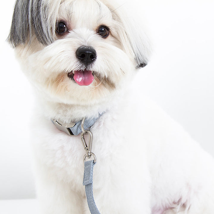 ※予約販売【foreverybari】Classic Pet Collar（Ice Gray）