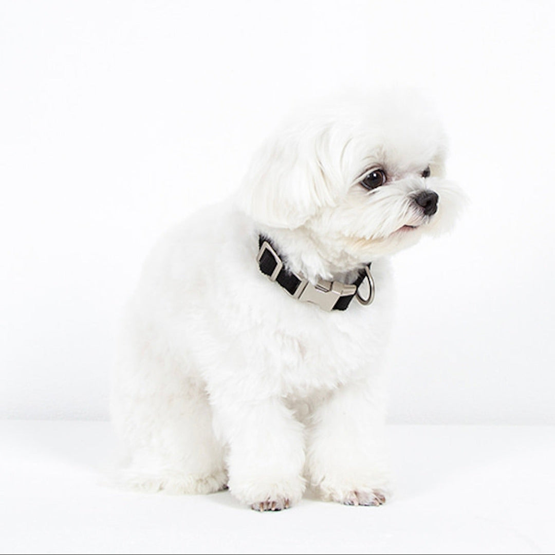 ※予約販売【foreverybari】Classic Pet Collar（Black）