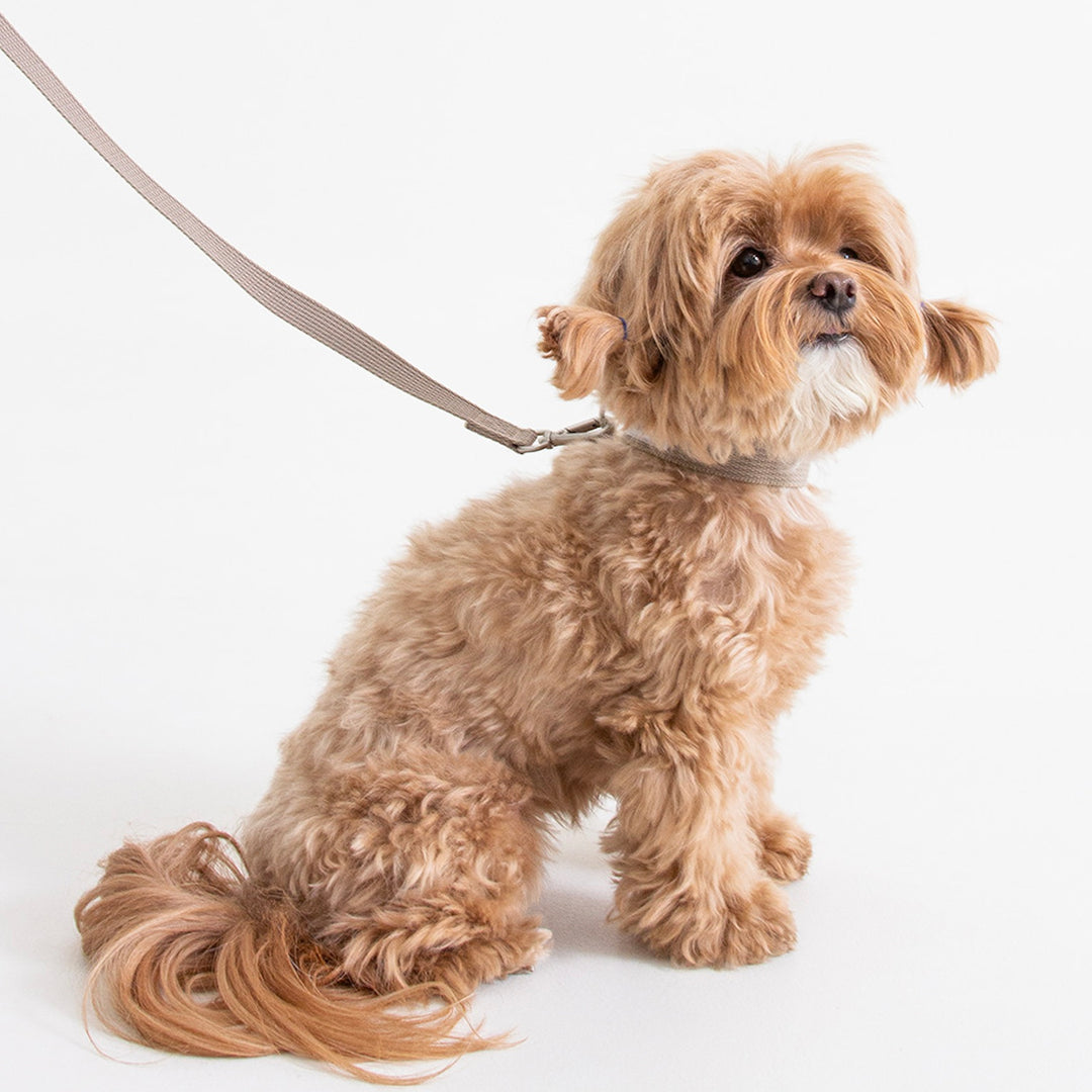 ※予約販売【foreverybari】Classic Pet Collar（Beige）