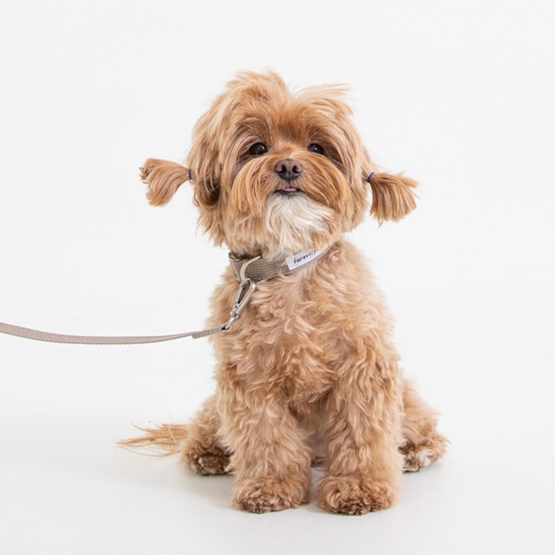 ※予約販売【foreverybari】Classic Pet Collar（Beige）