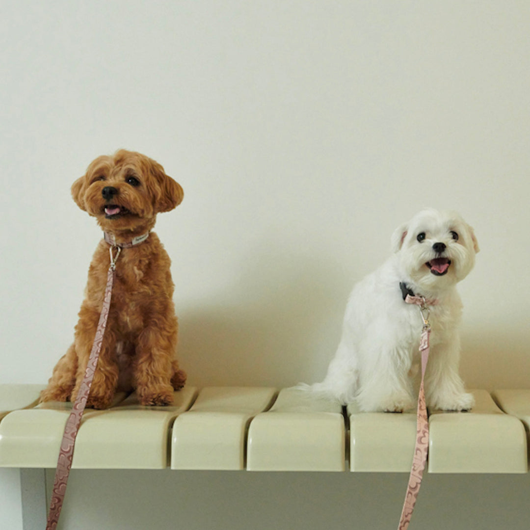 ※予約販売【foreverybari】Marble Heart Pet Collar（Chocolate）