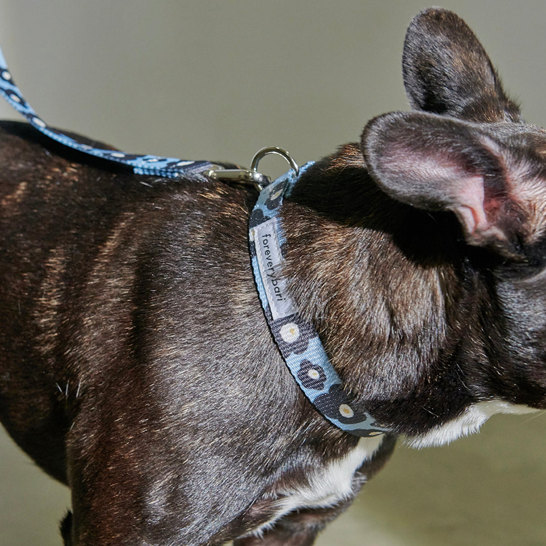 即納【foreverybari】PENSÉE Pet Collar（Blue）