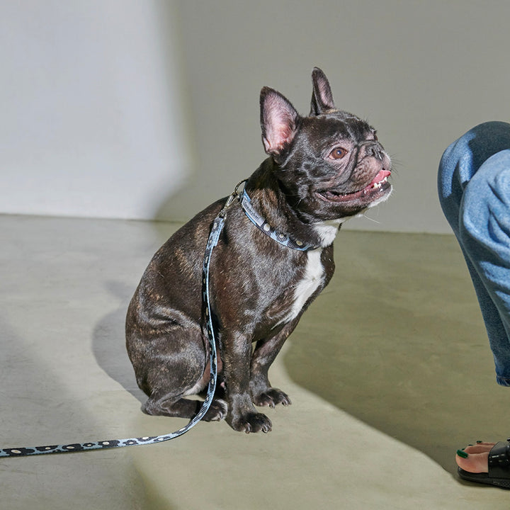 即納【foreverybari】PENSÉE Pet Collar（Blue）