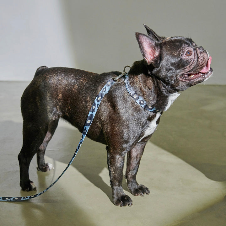 即納【foreverybari】PENSÉE Pet Collar（Blue）