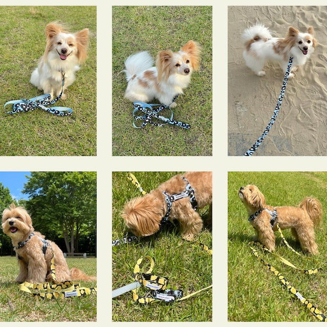 ※予約販売【foreverybari】PENSÉE Pet Collar（Yellow）