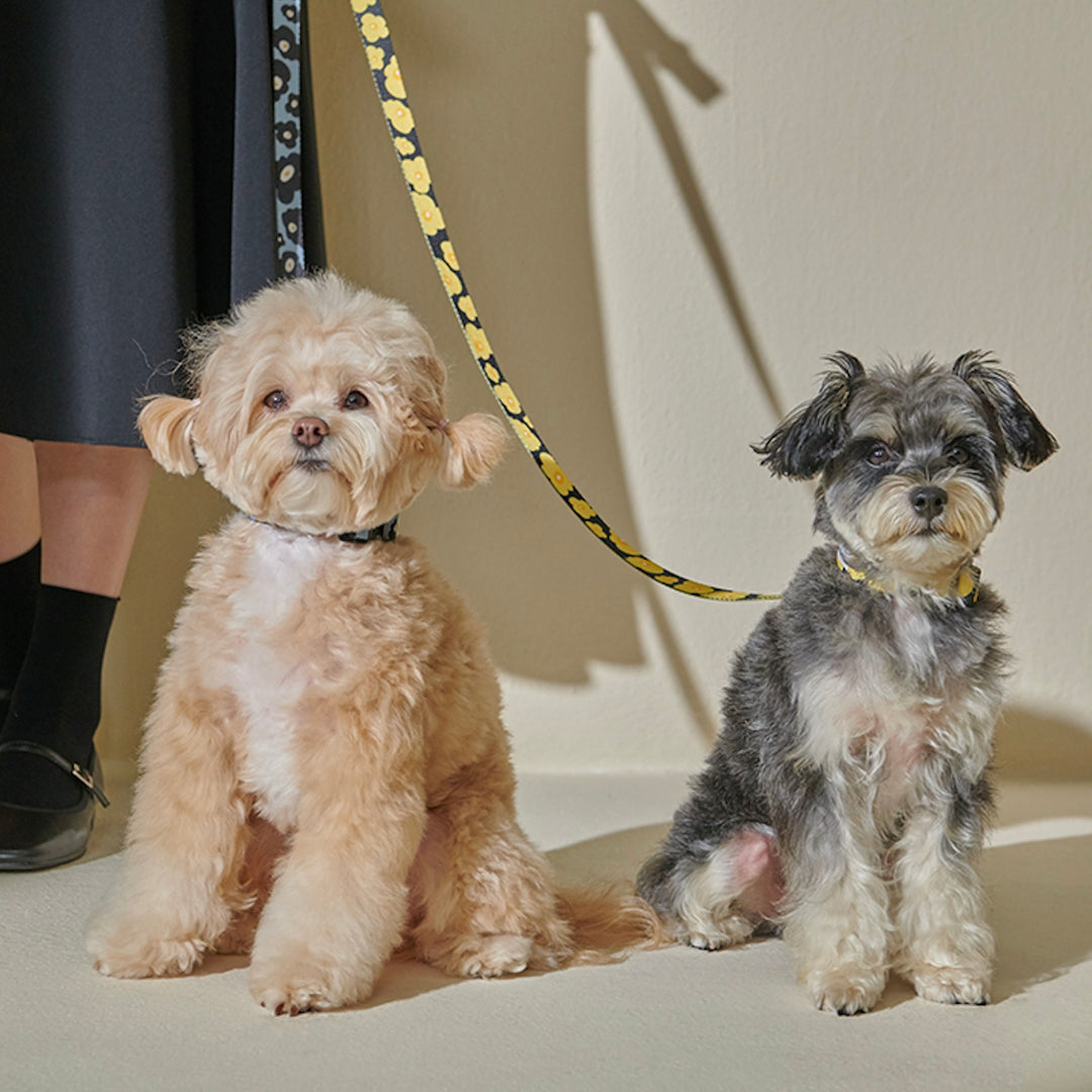 ※予約販売【foreverybari】PENSÉE Pet Collar（Yellow）