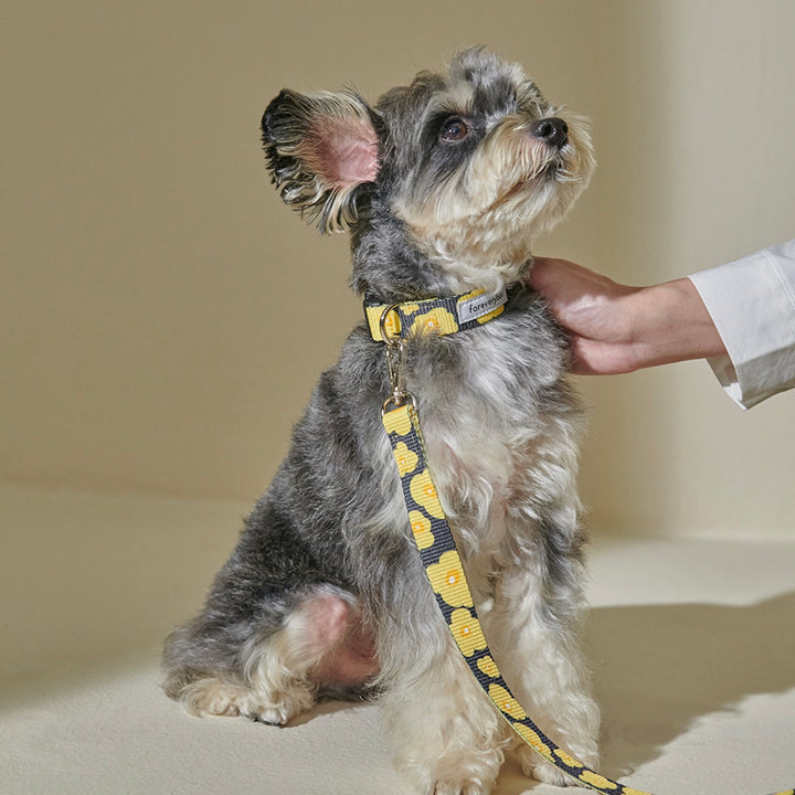 ※予約販売【foreverybari】PENSÉE Pet Collar（Yellow）