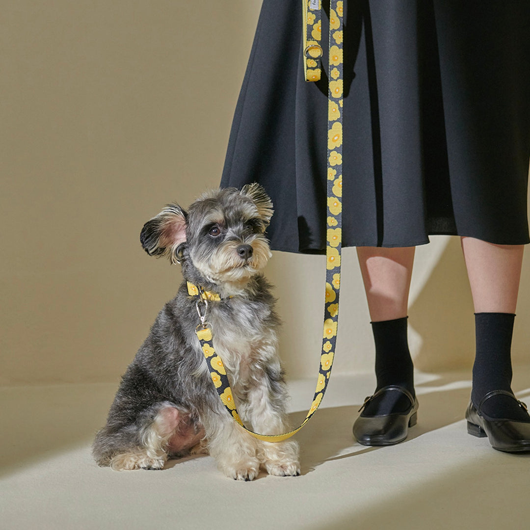 ※予約販売【foreverybari】PENSÉE Pet Collar（Yellow）