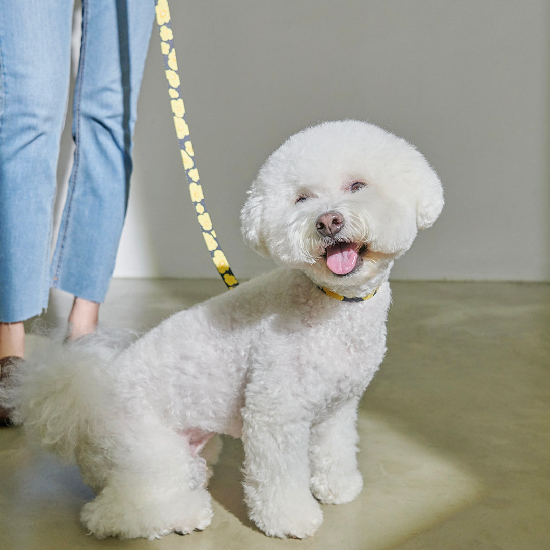 ※予約販売【foreverybari】PENSÉE Pet Collar（Yellow）