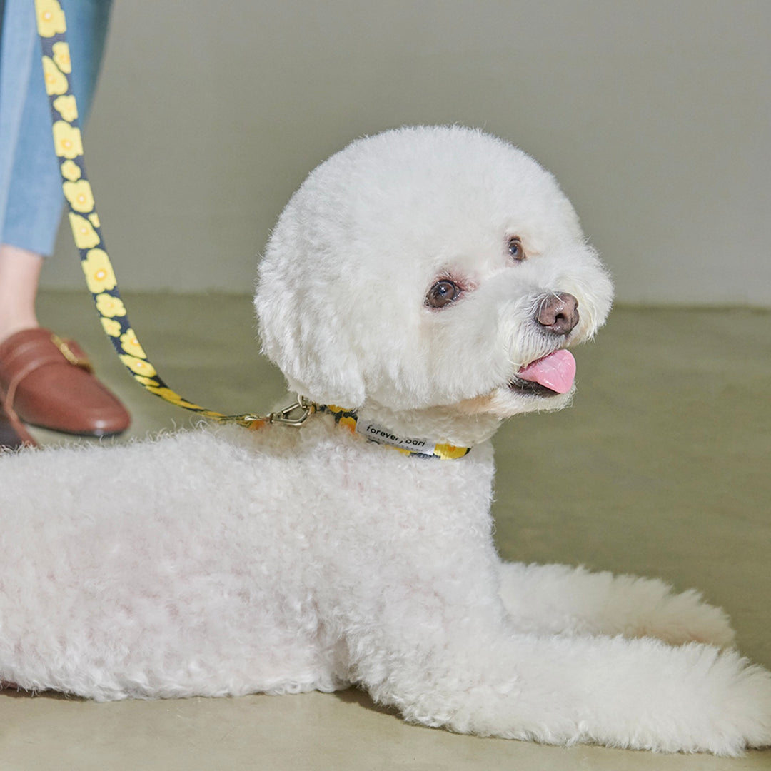 ※予約販売【foreverybari】PENSÉE Pet Collar（Yellow）