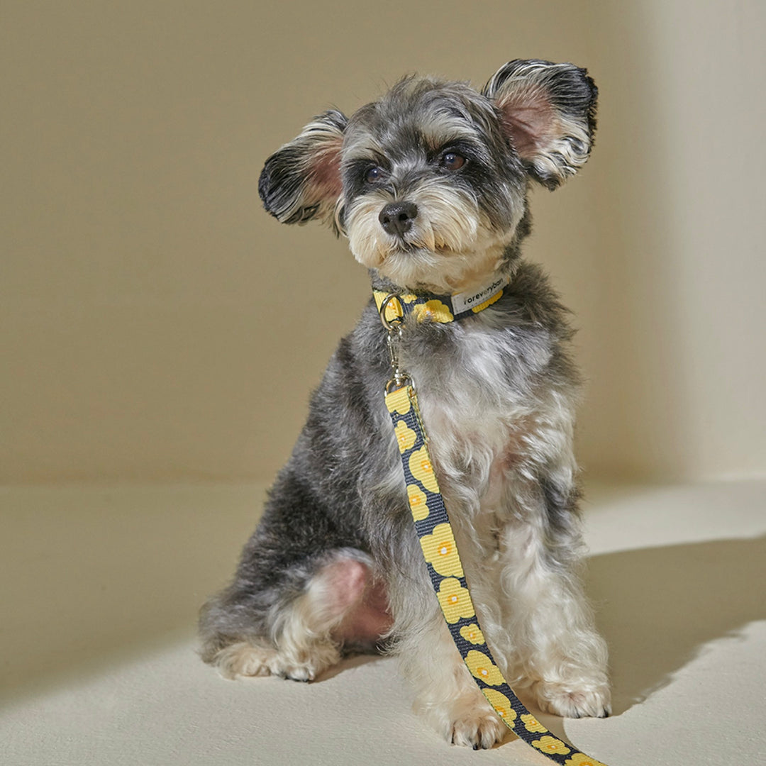 ※予約販売【foreverybari】PENSÉE Pet Collar（Yellow）