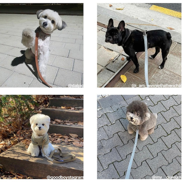 ※予約販売【foreverybari】Classic Pet Leash（Camel）