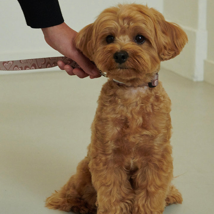 即納【foreverybari】Marble Heart Pet Leash（Chocolate）