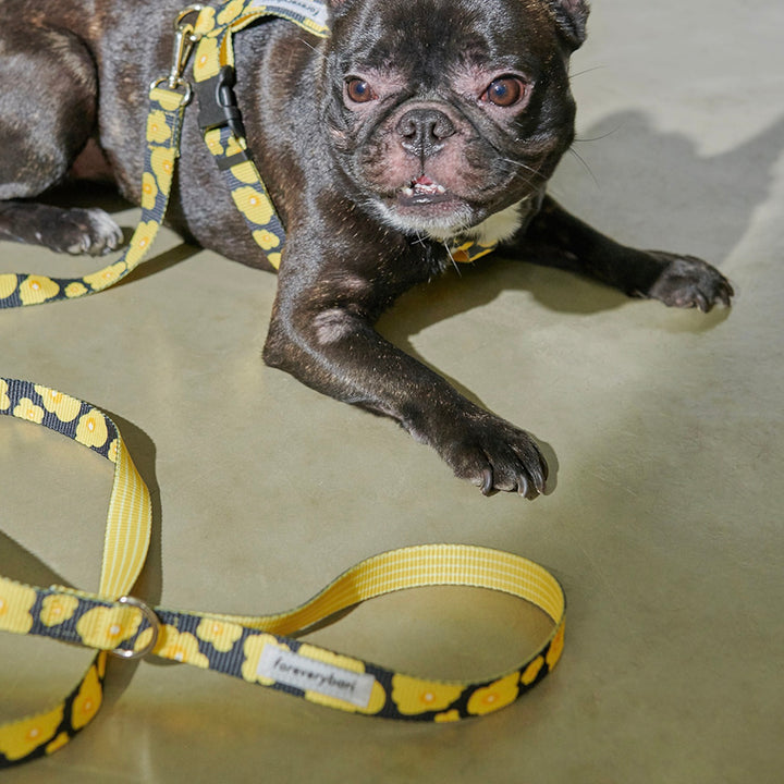 即納【foreverybari】PENSÉE Pet Leash（Yellow）