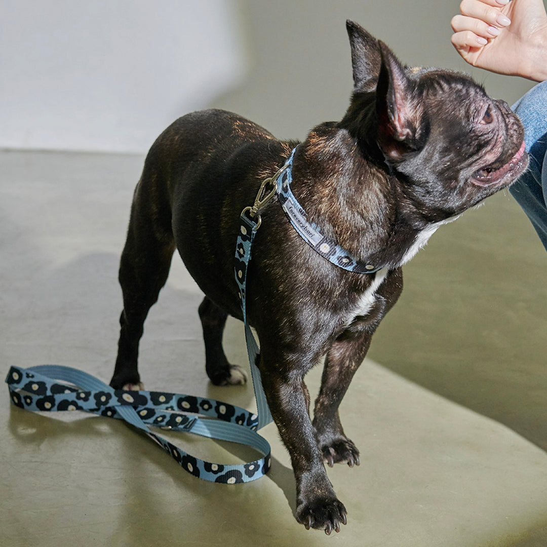 即納【foreverybari】PENSÉE Pet Leash（Blue）