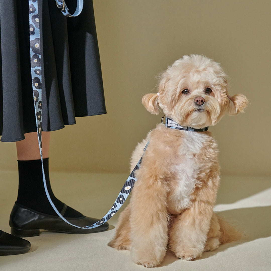 即納【foreverybari】PENSÉE Pet Leash（Blue）