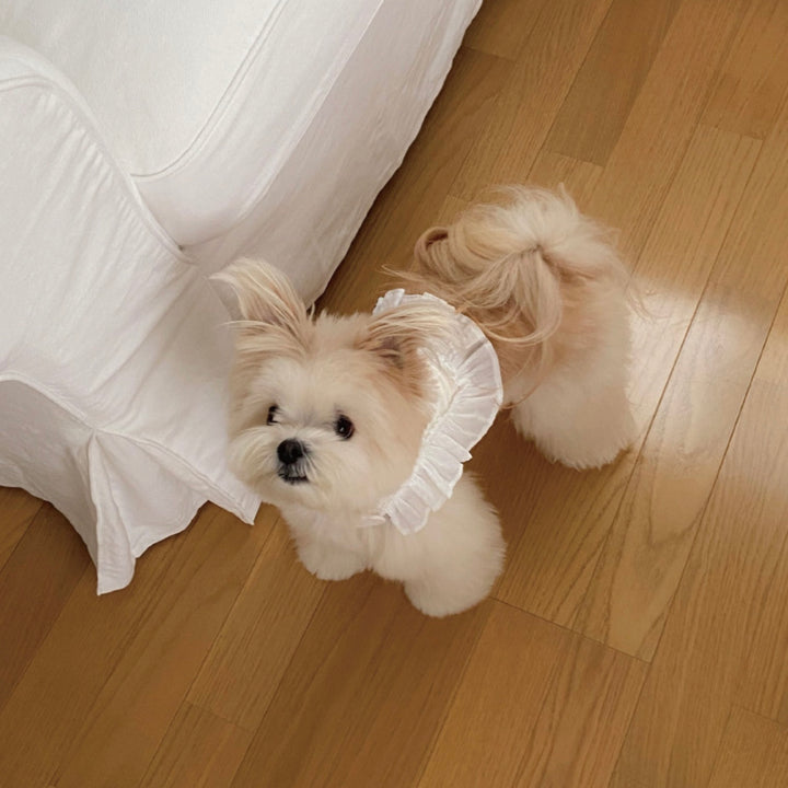 即納【OUNCE】Air Frill Harness（White）｜犬用ハーネス