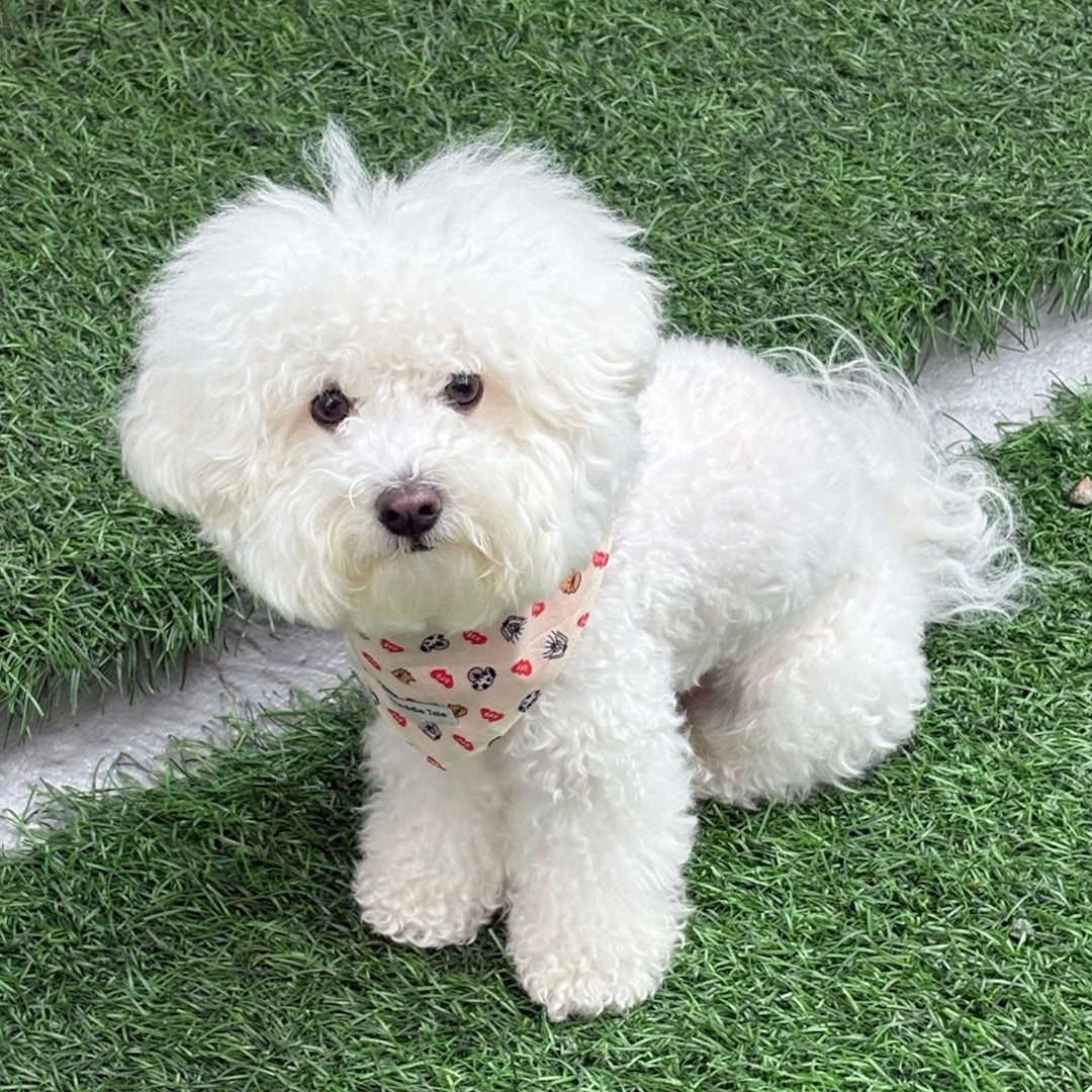 ※予約販売【FREDDIE TALE】BFF bandana