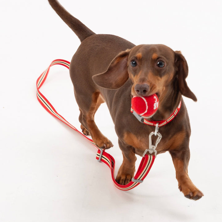 即納【andblank】Andblank x Camel  ABC™ Carry Ball（3pcs）