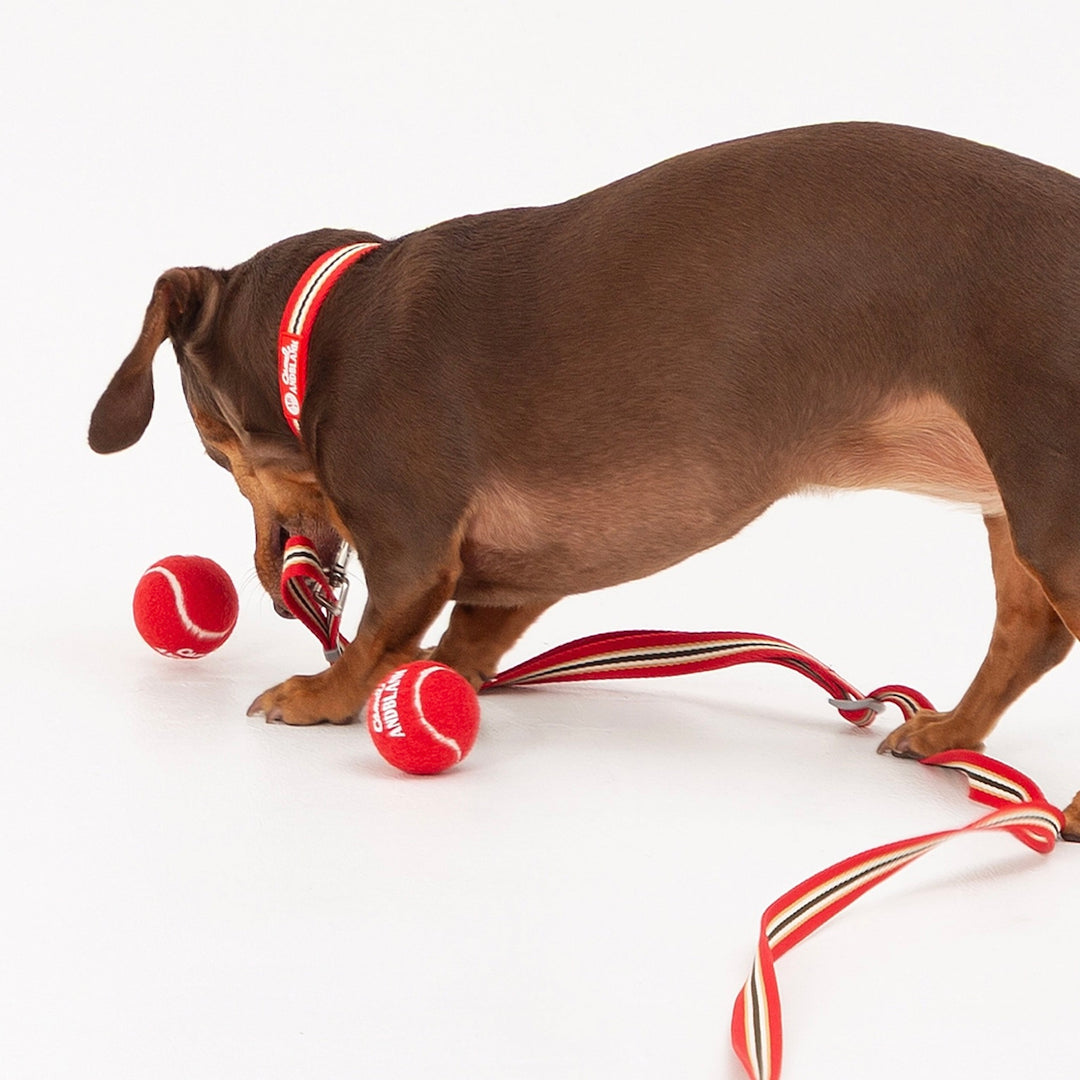 即納【andblank】Andblank x Camel  ABC™ Carry Ball（3pcs）