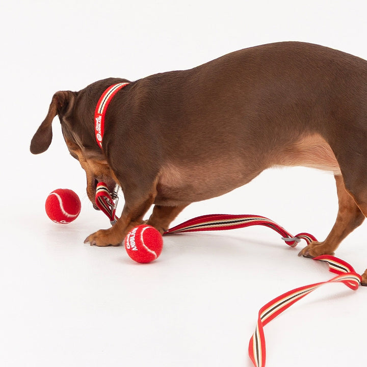 即納【andblank】Andblank x Camel  ABC™ Carry Ball（3pcs）