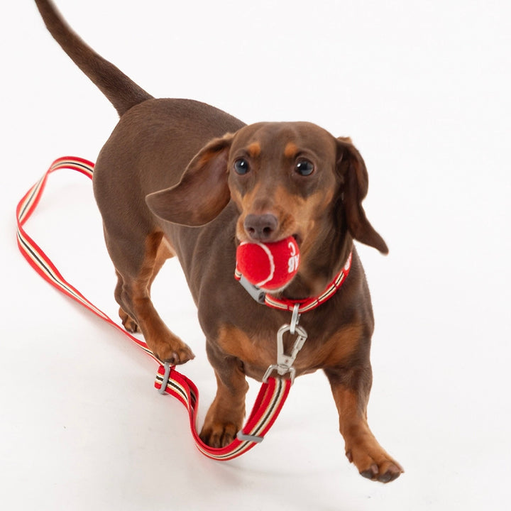 即納【andblank】Andblank x Camel  ABC™ Carry Ball Strap + Carry Ball（1pcs）