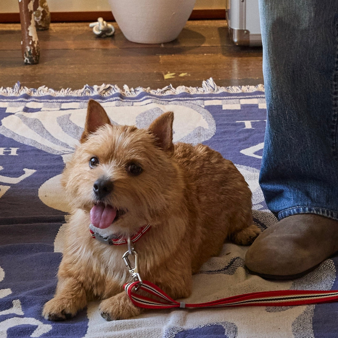 ※予約販売【andblank】Andblank x Camel  ABC™ Stripe Collar