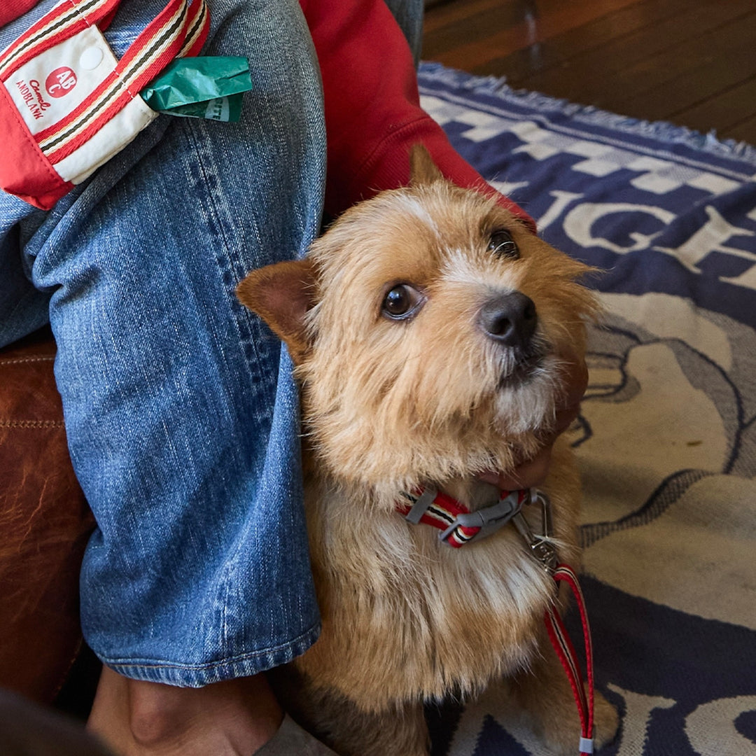 ※予約販売【andblank】Andblank x Camel  ABC™ Stripe Collar