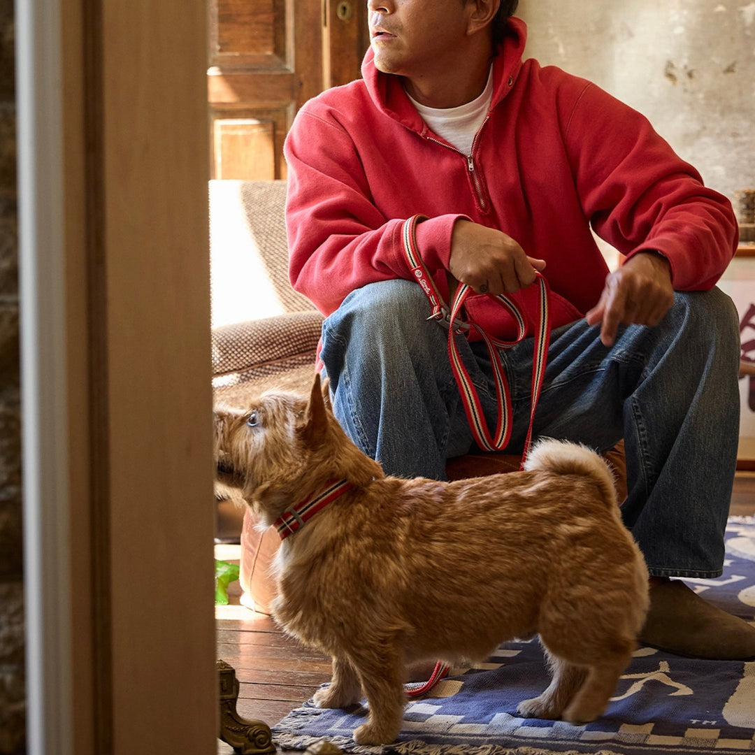 ※予約販売【andblank】Andblank x Camel  ABC™ Stripe Collar