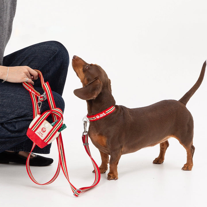 ※予約販売【andblank】Andblank x Camel  ABC™ Stripe Collar