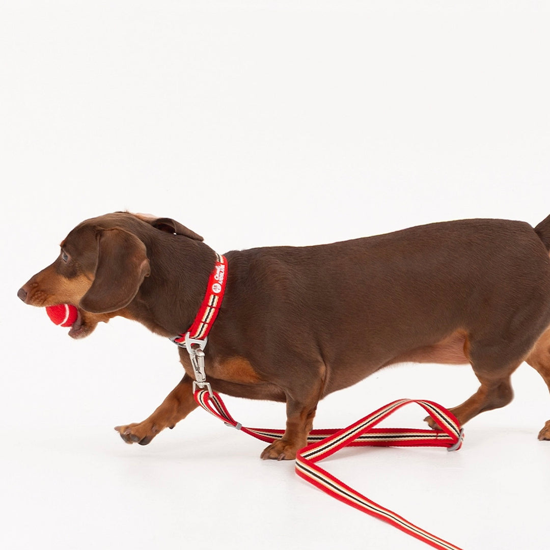 ※予約販売【andblank】Andblank x Camel  ABC™ Stripe Collar