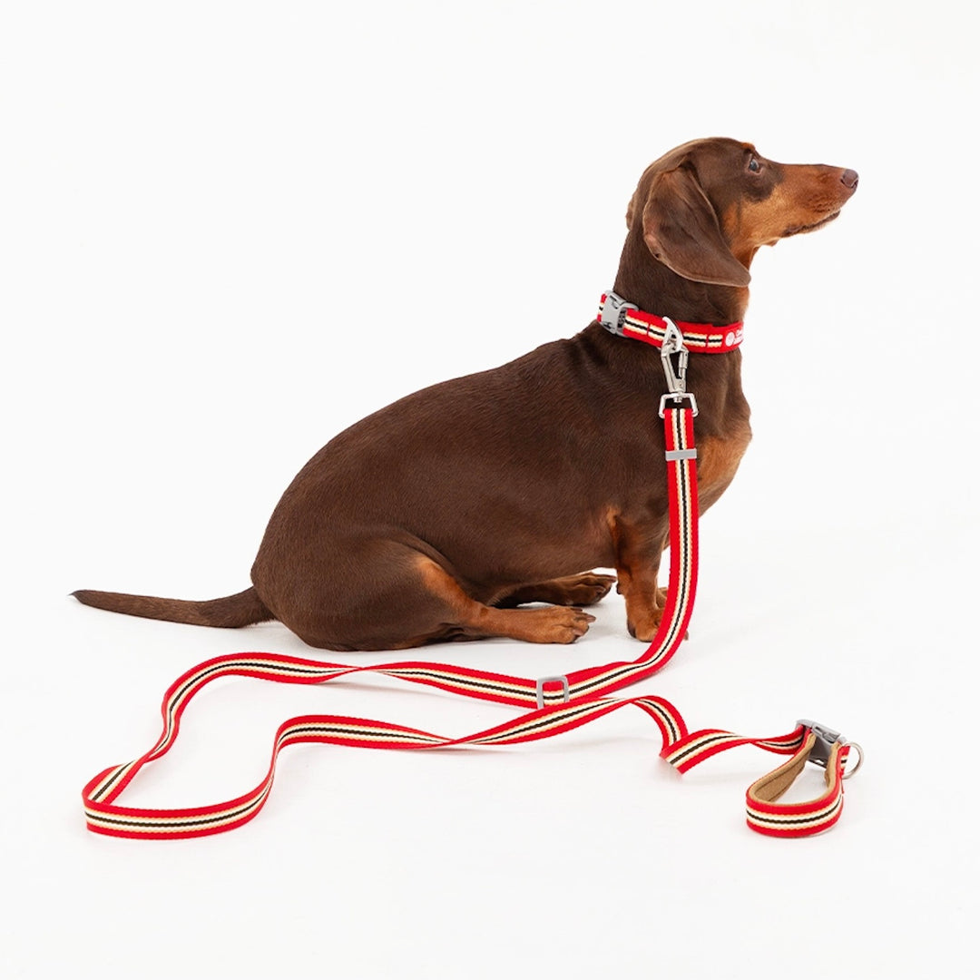 即納【andblank】Andblank x Camel  ABC™ Stripe Hands Free Leash