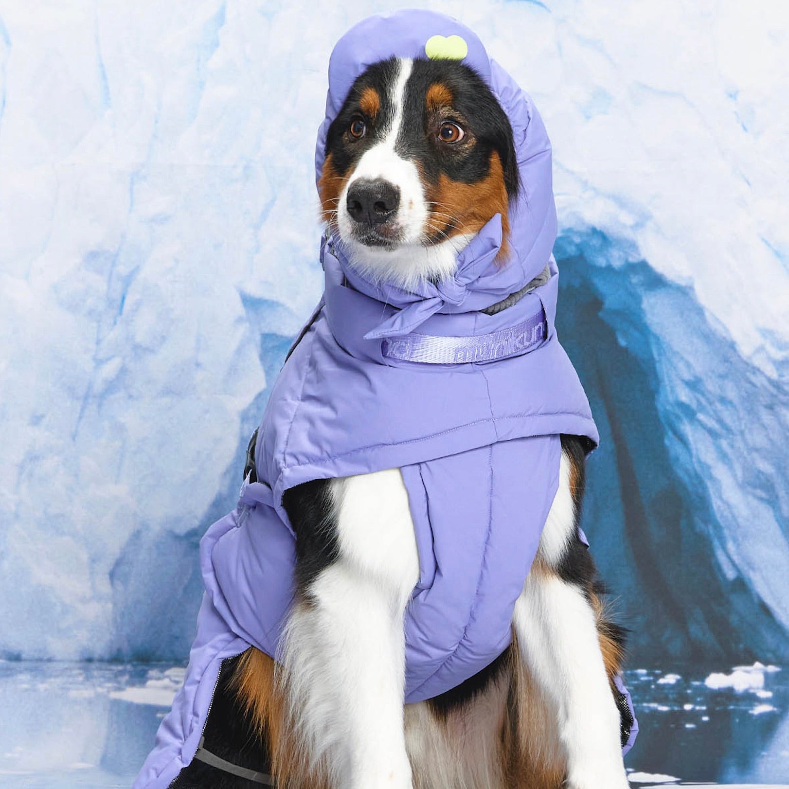 新品未使用　犬　ドッグ　ダウン　コスプレ 楽天市場】【クーポン利用で10%OFF☆】【 犬 服 アウター 】iDog fleur