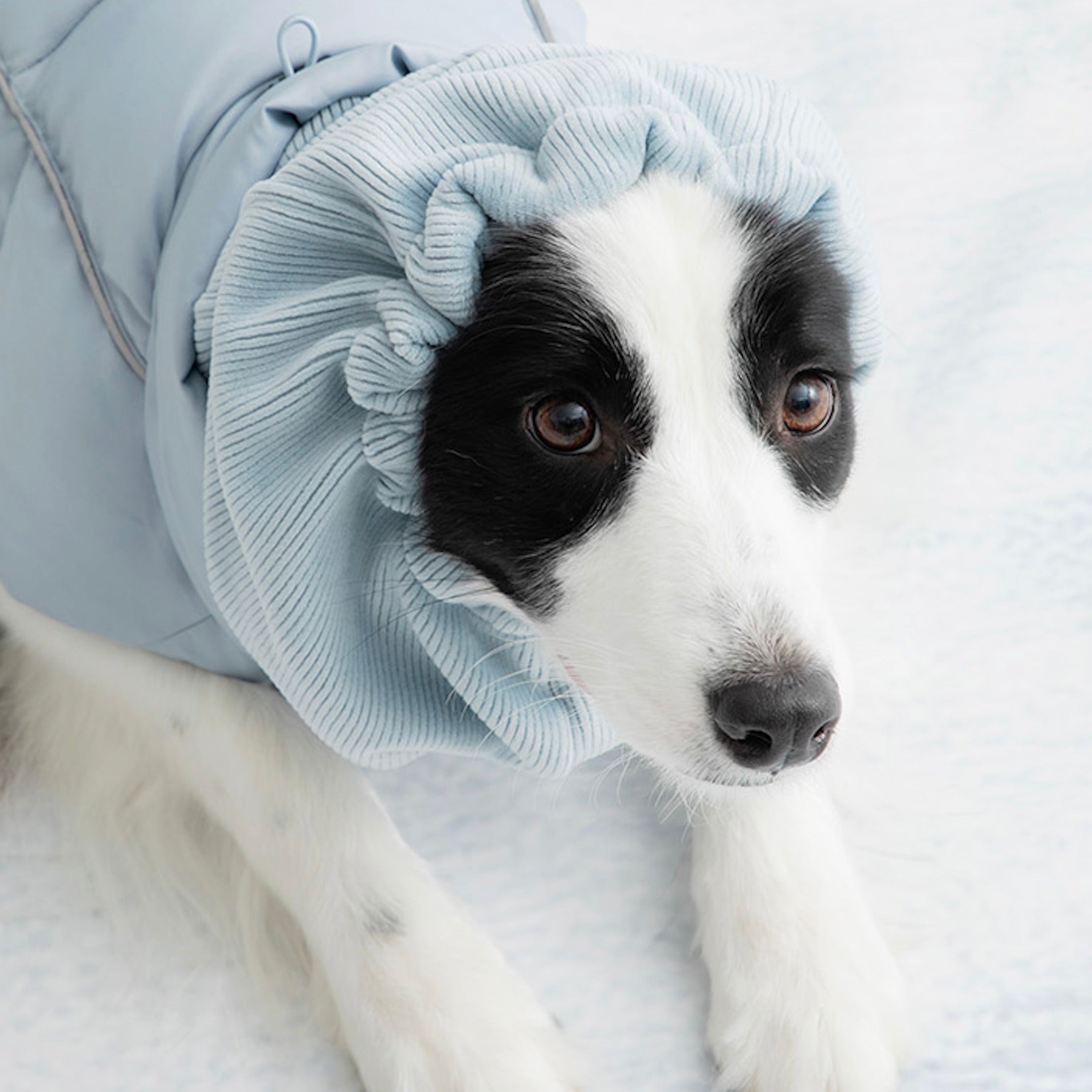 海外犬服 高品質なインポートのドッグウェア通販 