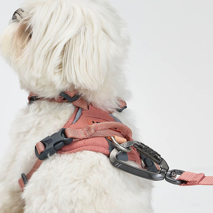 ※予約販売【munikund】REKTAIL Leash - Pink（20mm/1.8M）