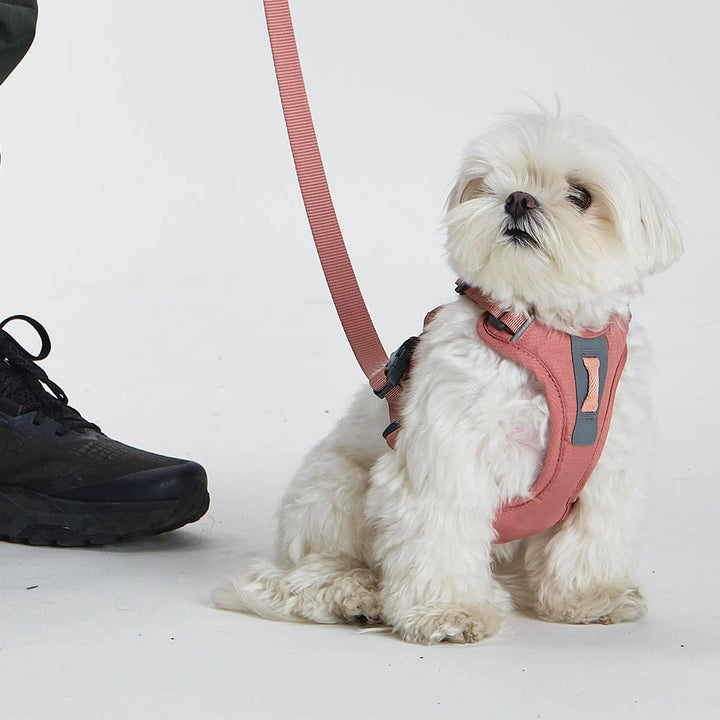 ※予約販売【munikund】REKTAIL Leash - Pink（20mm/1.8M）