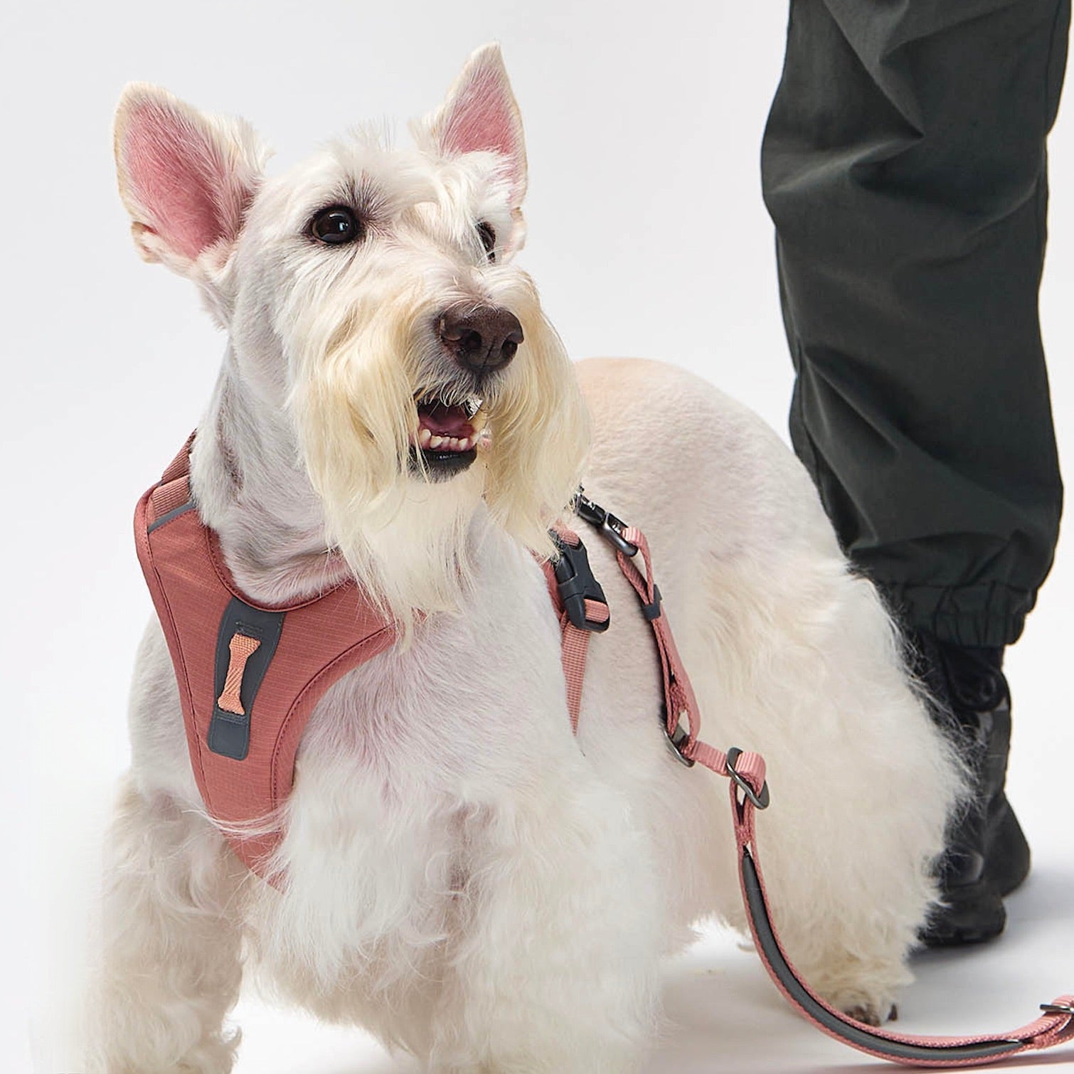 海外犬服高品質なインポートドッグウェア通販 