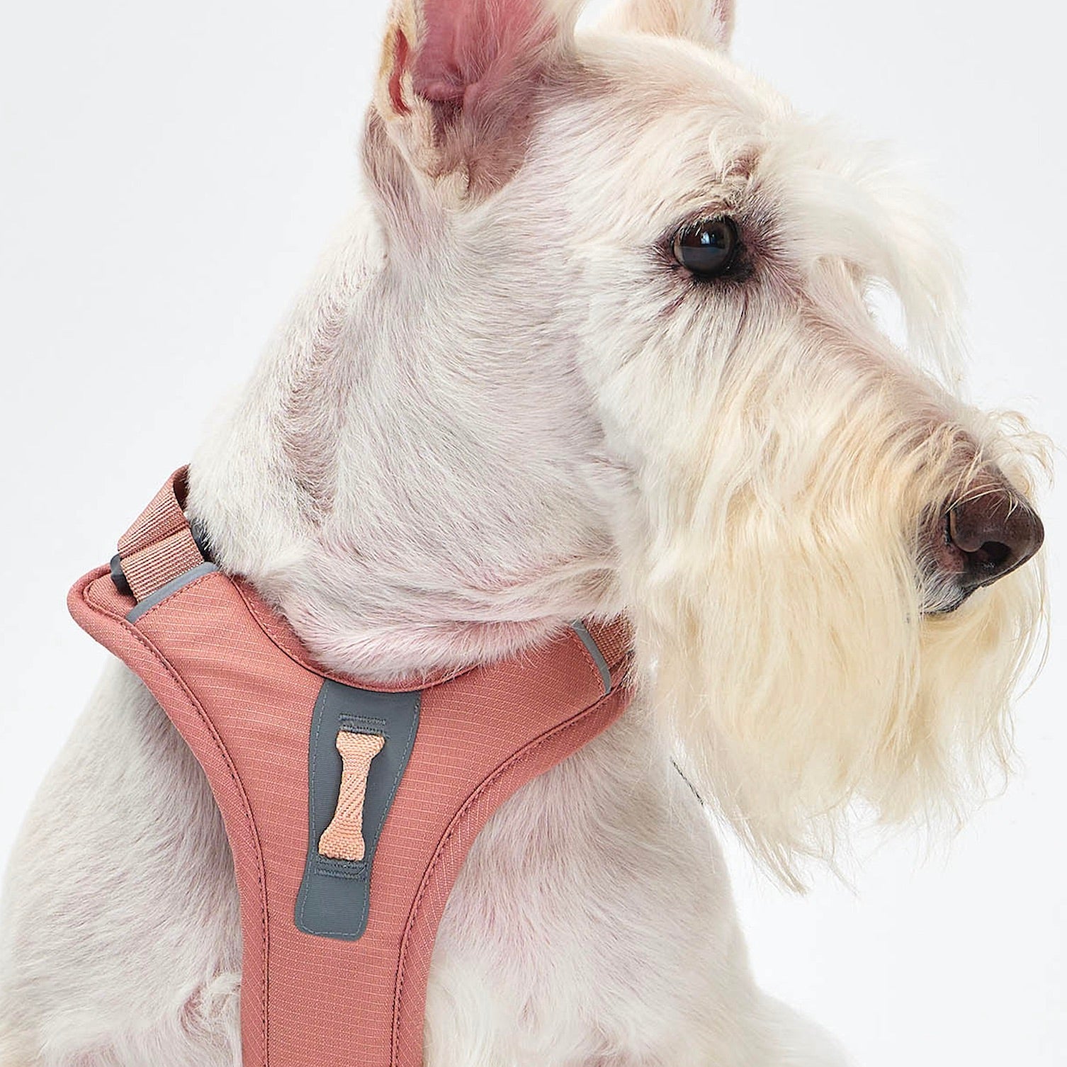 海外犬服高品質なインポートドッグウェア通販 