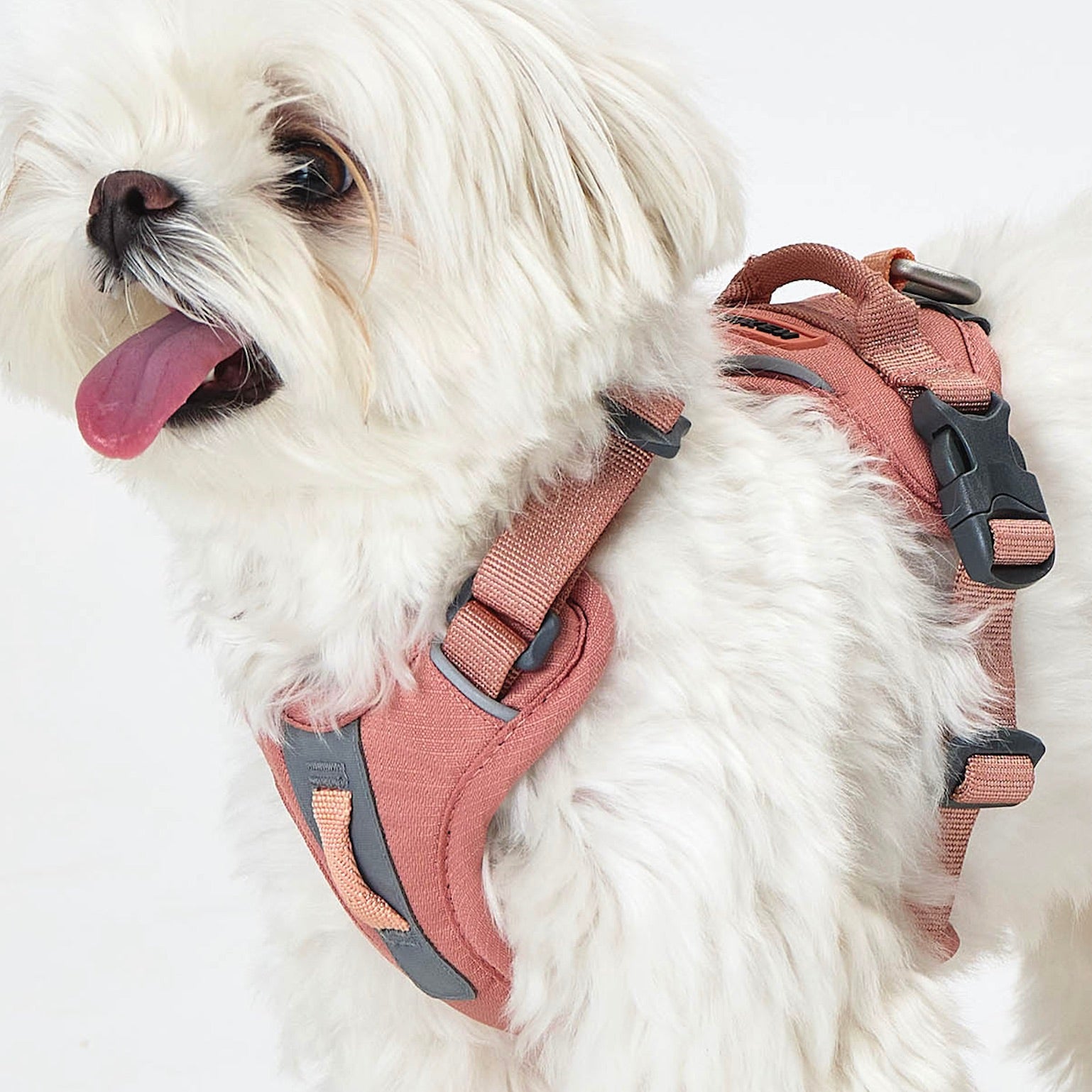 海外犬服高品質なインポートドッグウェア通販 