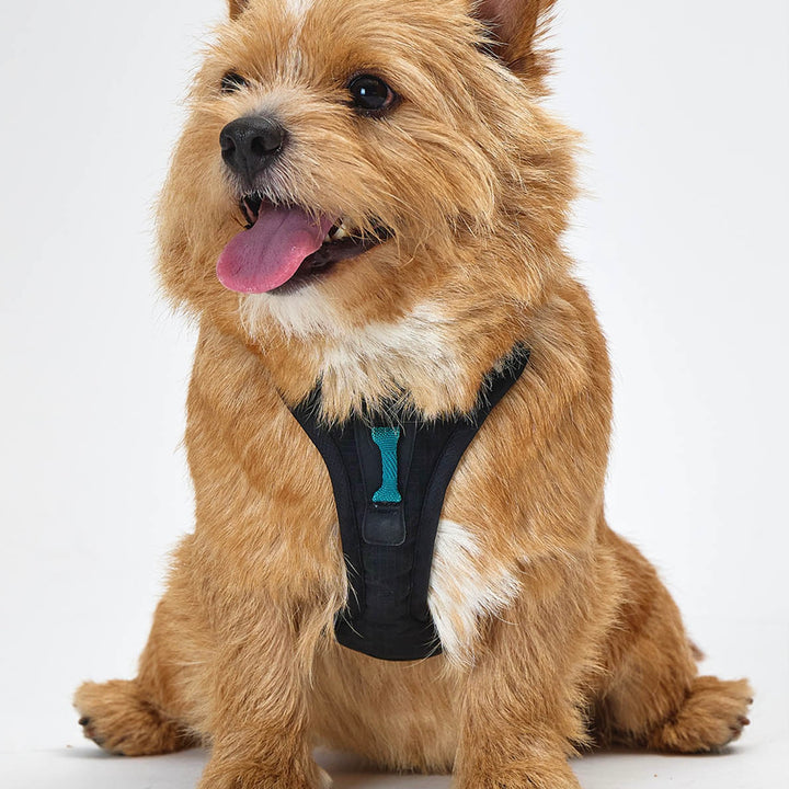 ※予約販売【munikund】TREKTAIL Harness - Black ｜犬用ハーネス