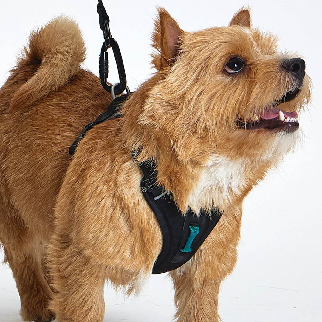 ※予約販売【munikund】TREKTAIL Harness - Black ｜犬用ハーネス