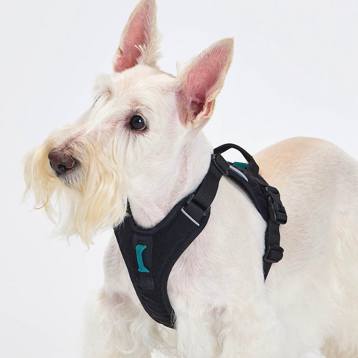※予約販売【munikund】TREKTAIL Harness - Black ｜犬用ハーネス
